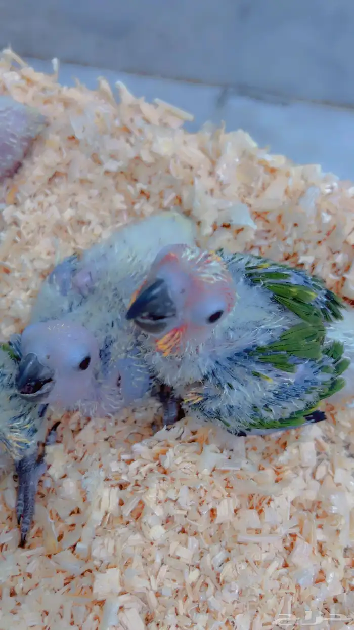 فروخ صن كنيور صبغه وصفار 4