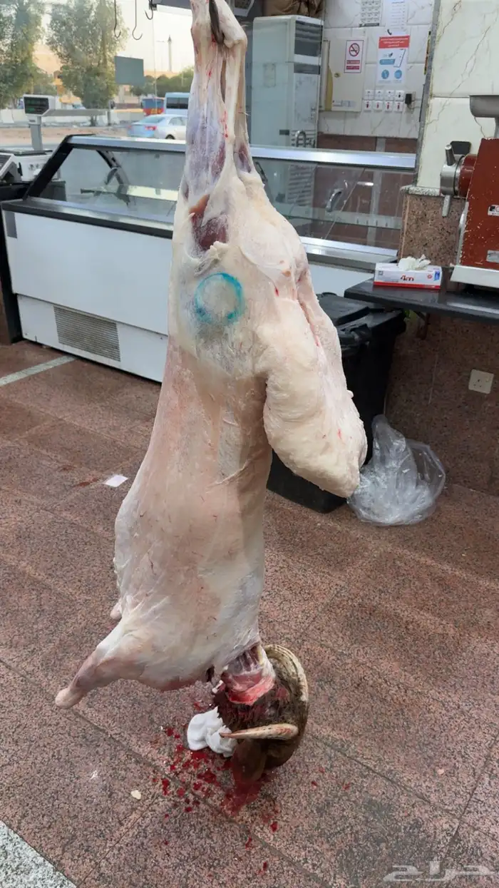 خرفان نعيمي هرافي وجذعان 2