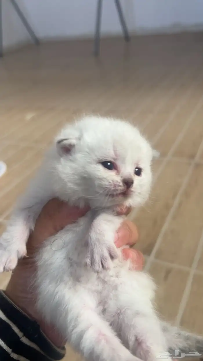 شكوتش كتن للبيع 3