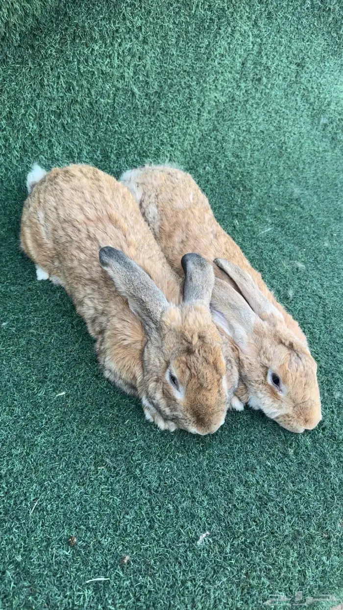 ارانب فلاندر الماني () انثى مولدة ارانب بابيون 0