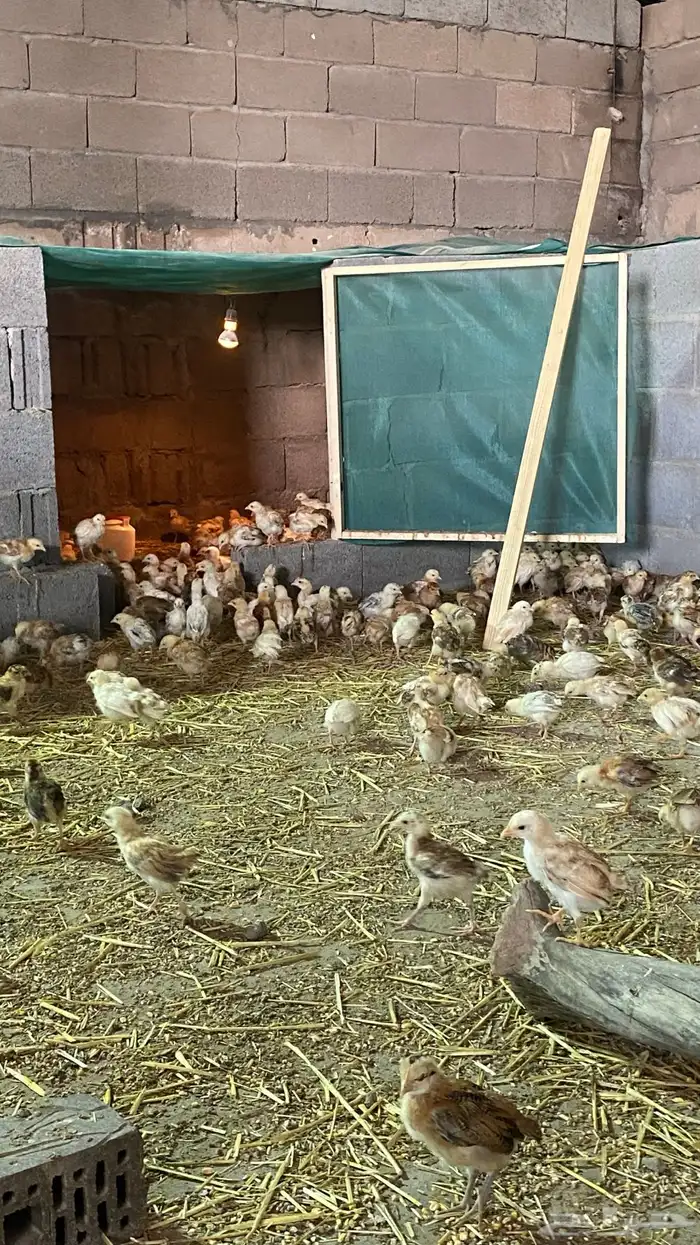 صيصان بلدي 6