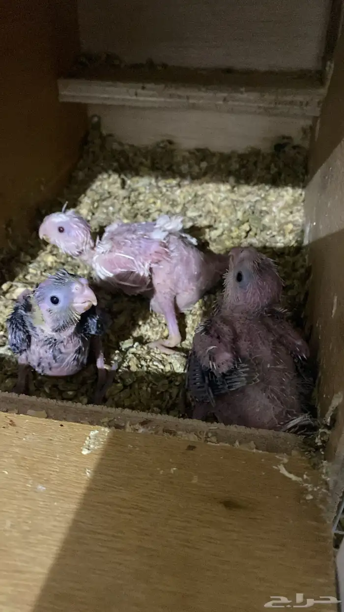 فروخ كروان هولندي 0