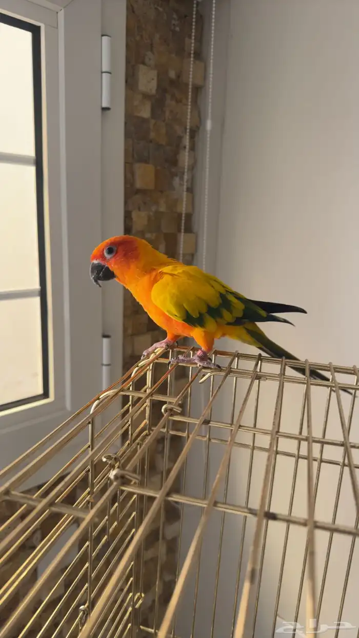 ببغاء صن كنيور 1