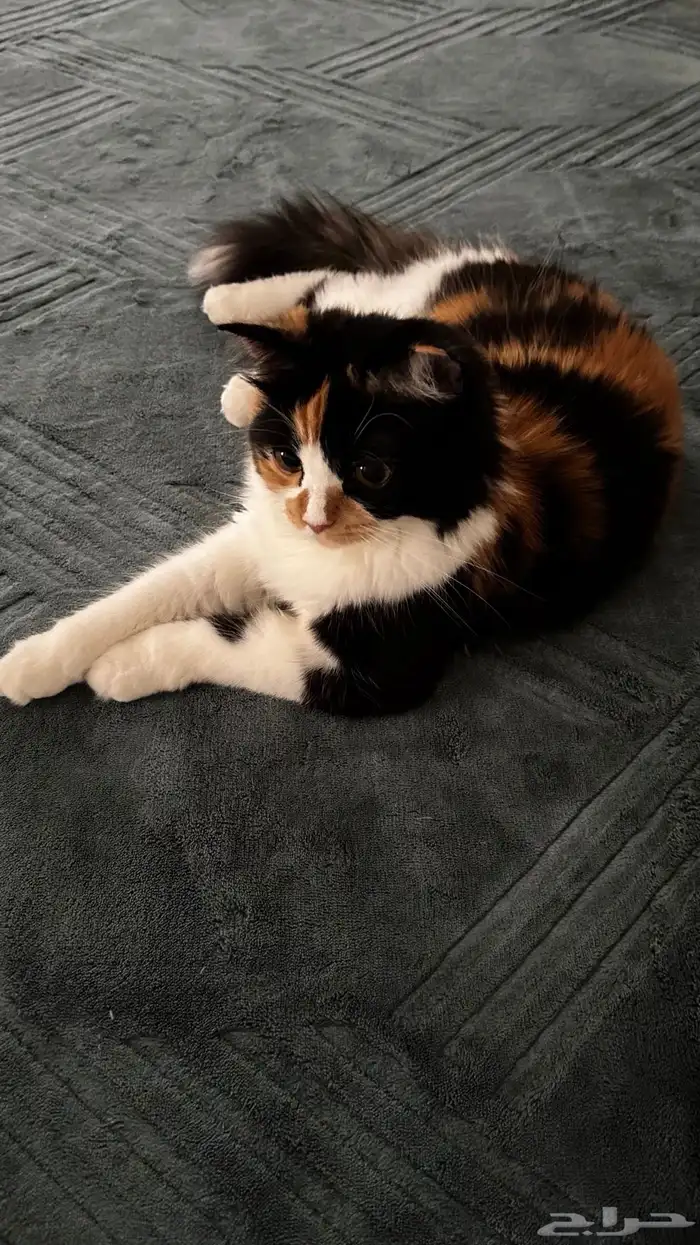 شيرازي للتبنى 0