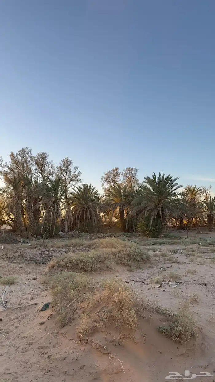 نخخل سلج خشرم صقعي متعدد للبيع سمح 6