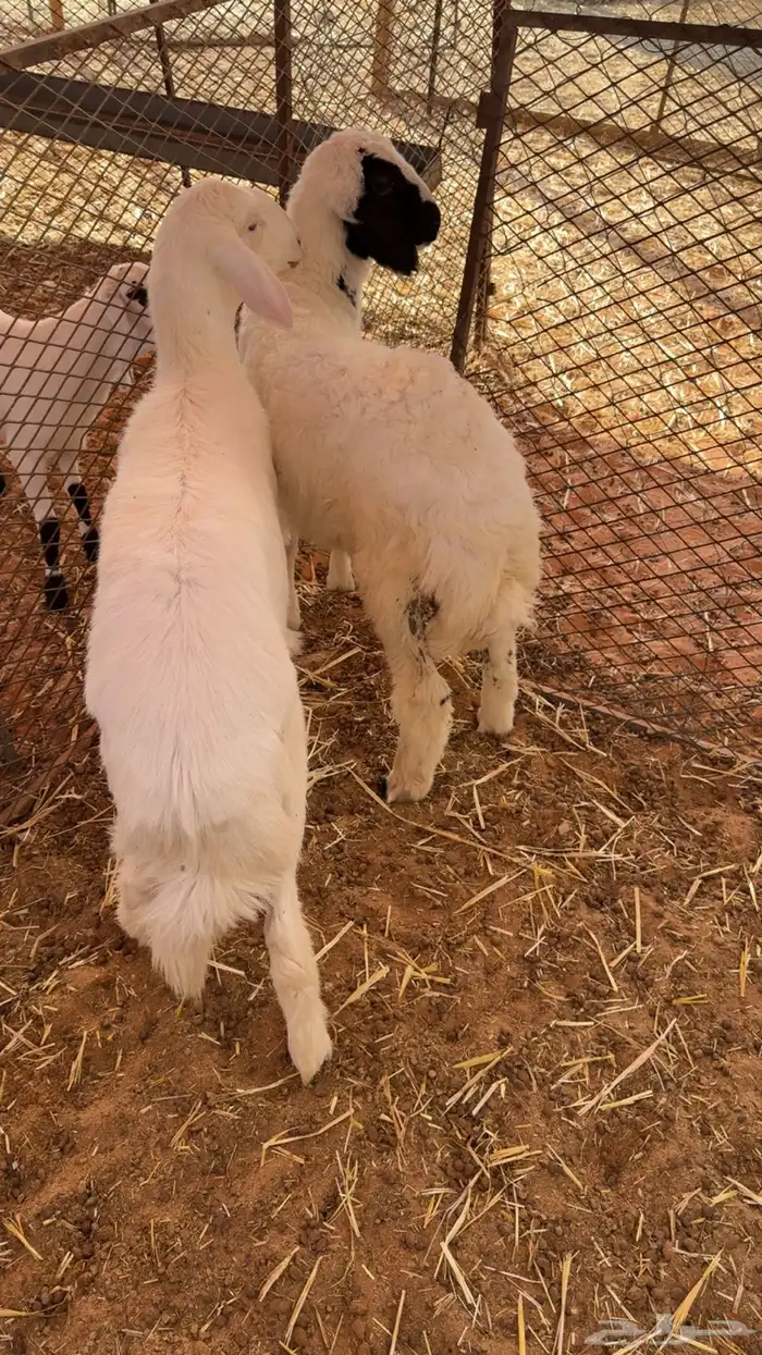 للبيع طليان 2