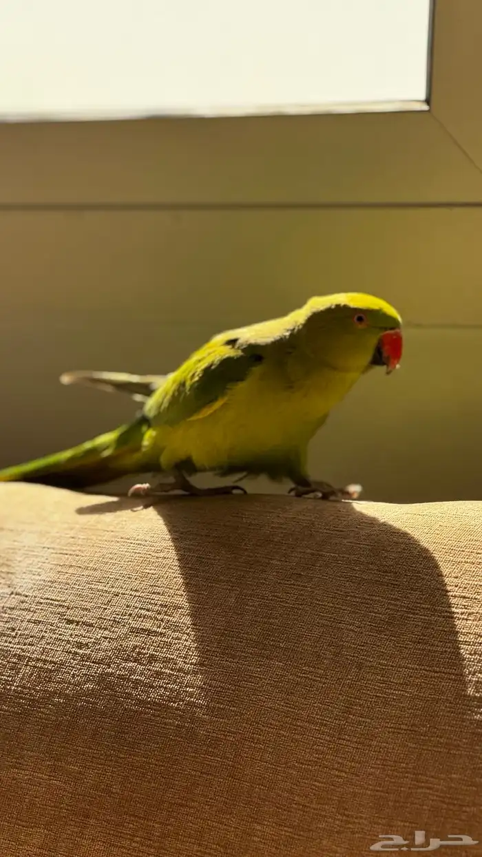 ببغاء الدرة عمر 3 أشهر في حاله صحيه جيدة جد ا 3
