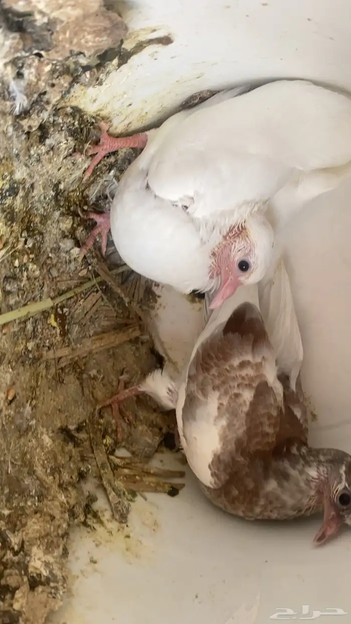 فراخة زاجل 16 جوز تقريبا التغذية مكعب ذرة حلبةقمح السعر 20 7