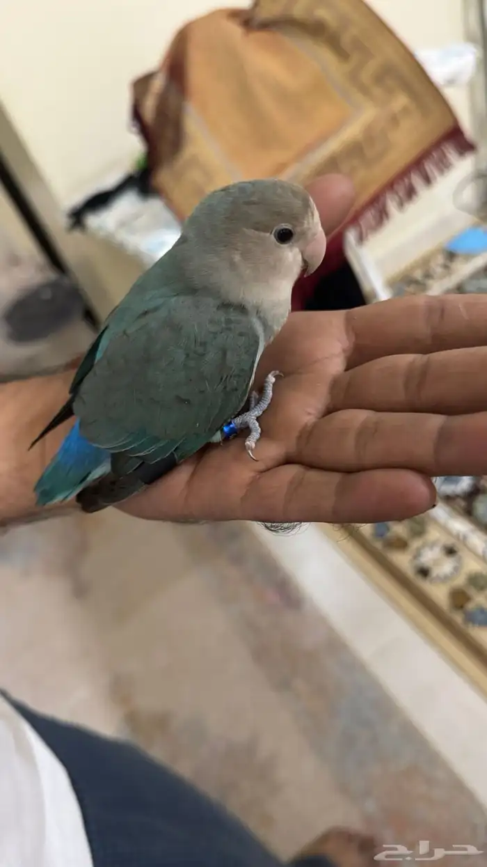 للبيع روز انثى اليفه 11