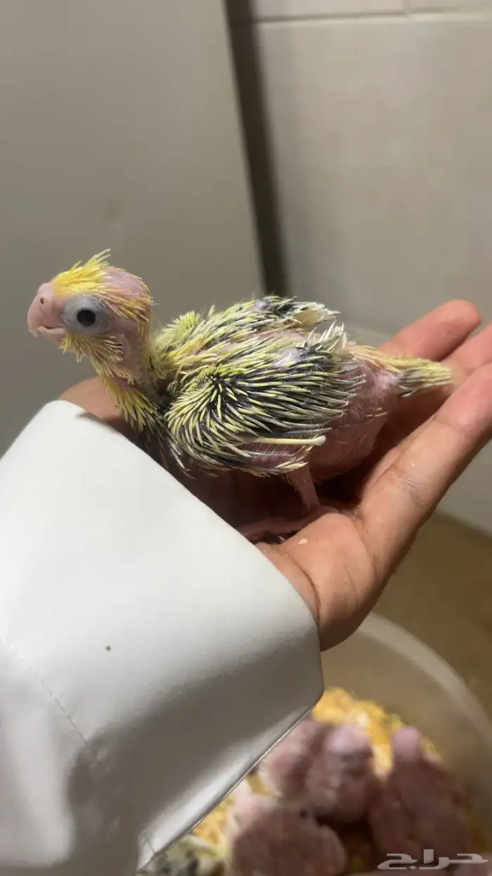 فروخ كروان الوان مميزه وأحجام جامبو ماشاءالله 3