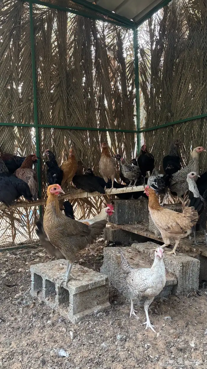 دجاج وديكه 1