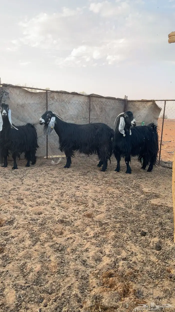 للبيع معزا 1