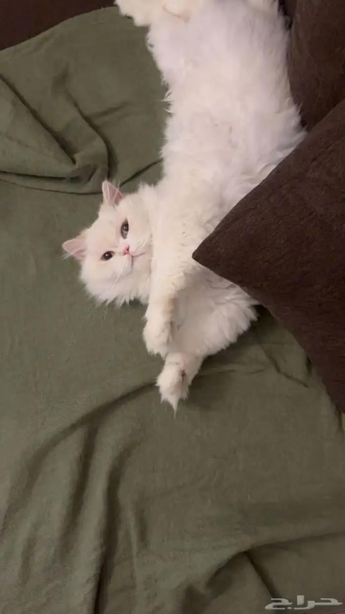 قطه شيرازي 0