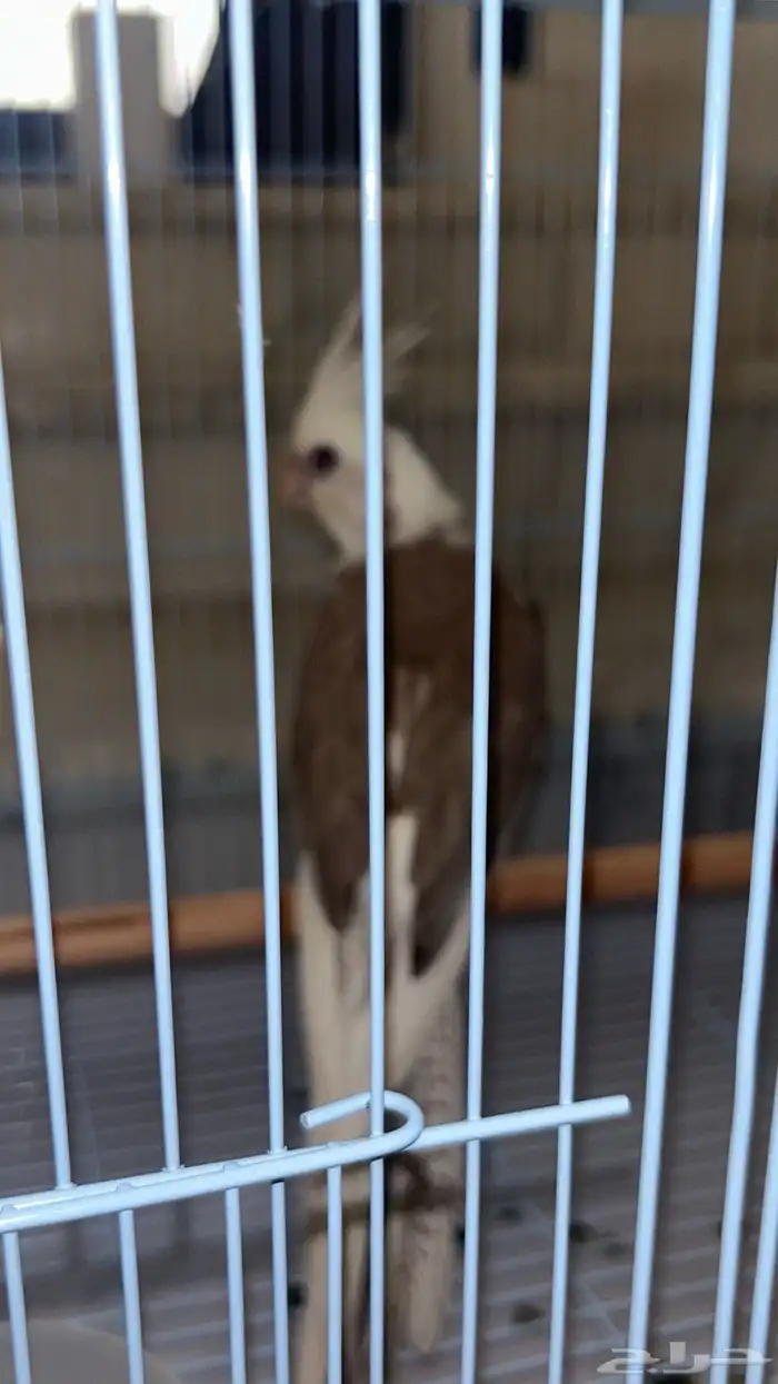 زوج كروان منتج ( نوادر ) 6