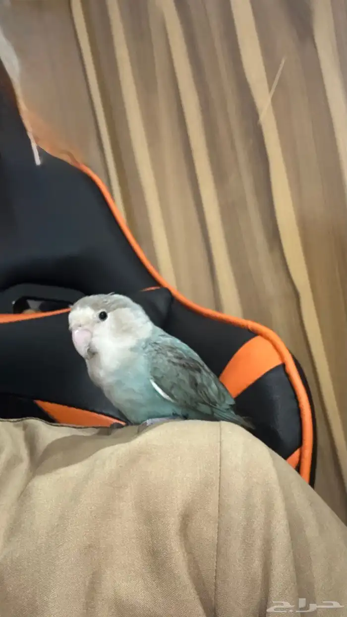 للبيع روز انثى اليفه 14