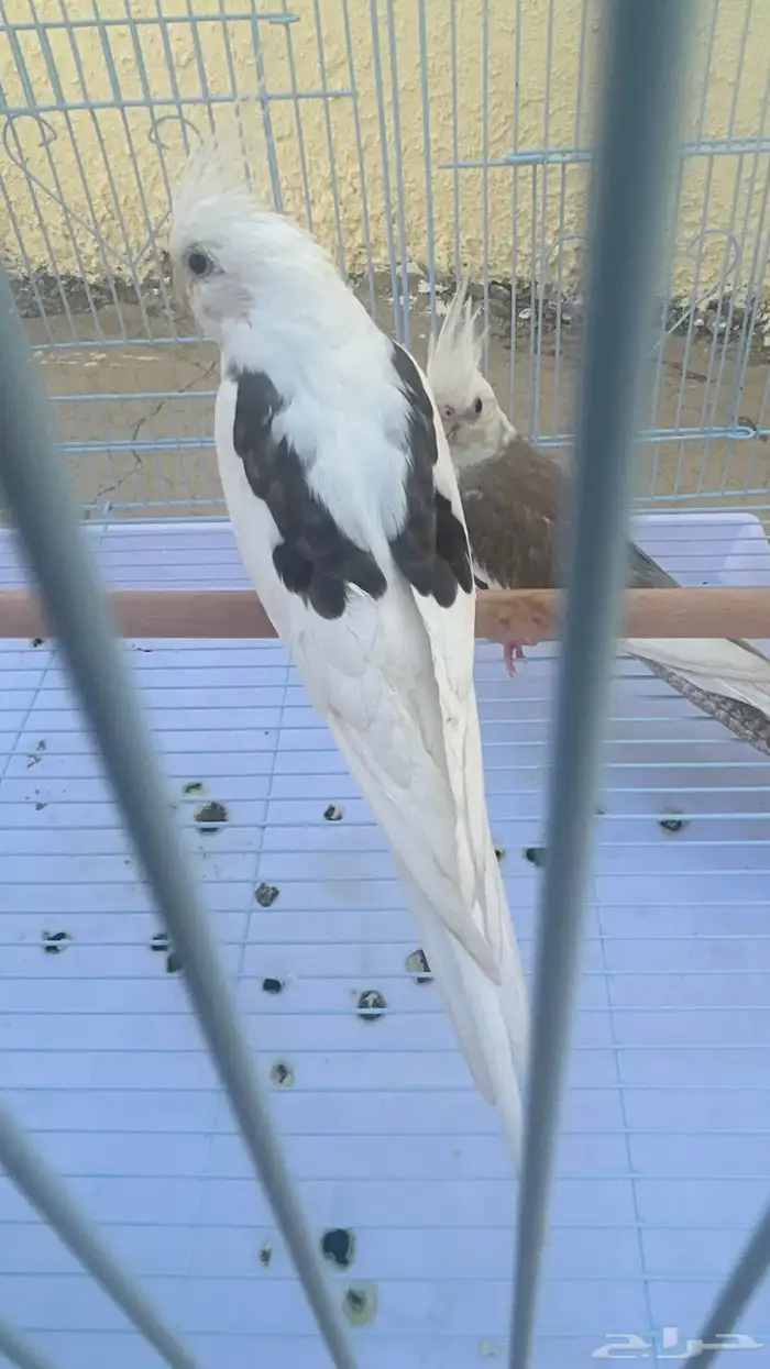 زوج كروان منتج ( نوادر ) 2