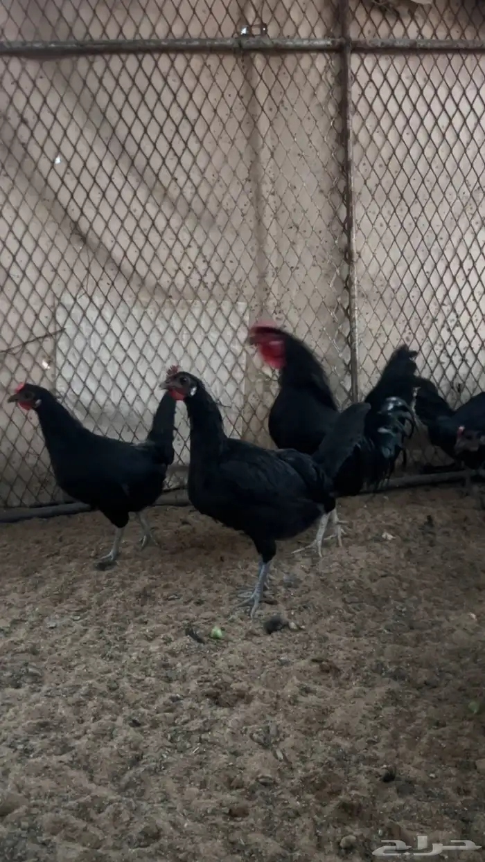 بيض دجاج اسود صك 5
