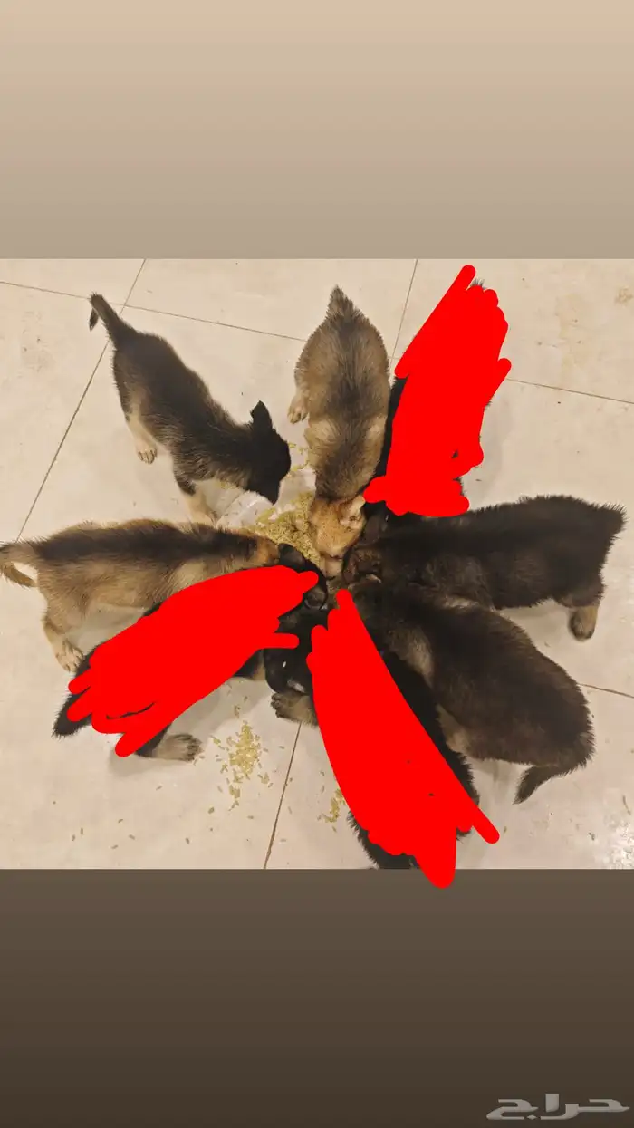 جراوي هاسكي بعمر شهرين ونص 0