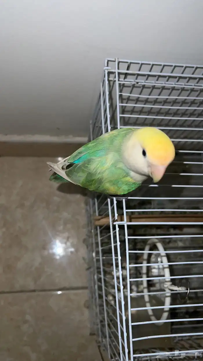 طير روز للبيع 4