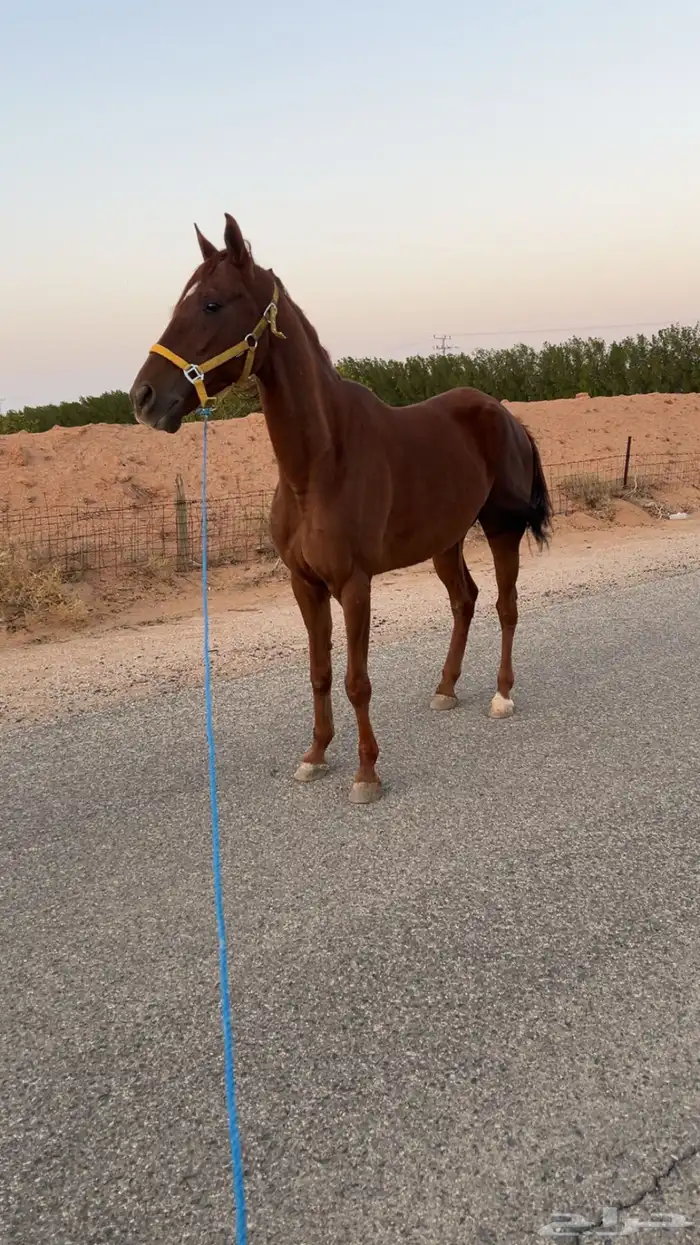 السلام عليكم اعرض عليكم حصان انتاج خصي حدي1700 5