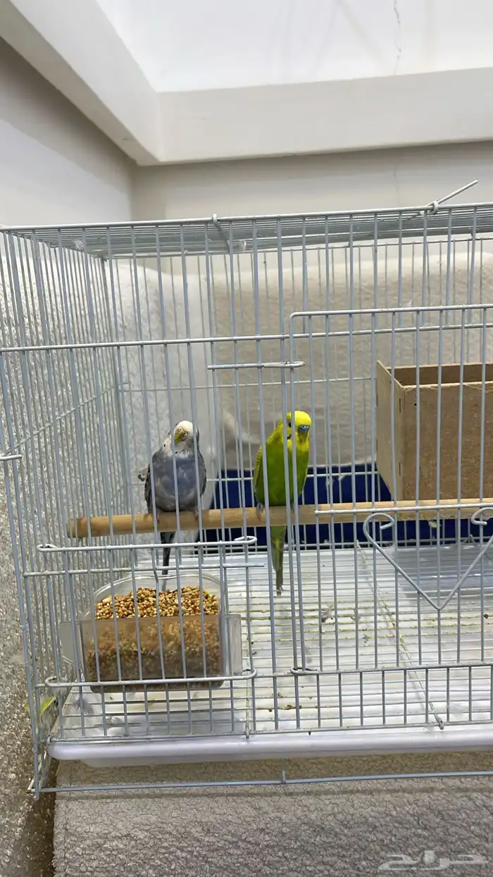 طيور بادجي جديدة ماشاء الله تبارك الله مع بيت وقفص 3