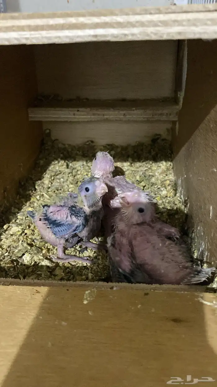 فروخ كروان هولندي 1