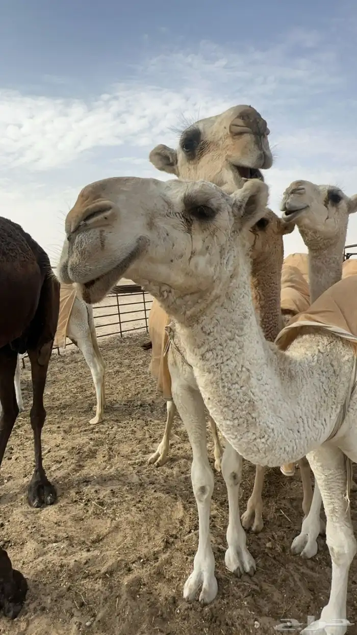 بكره طيبه كفو 1