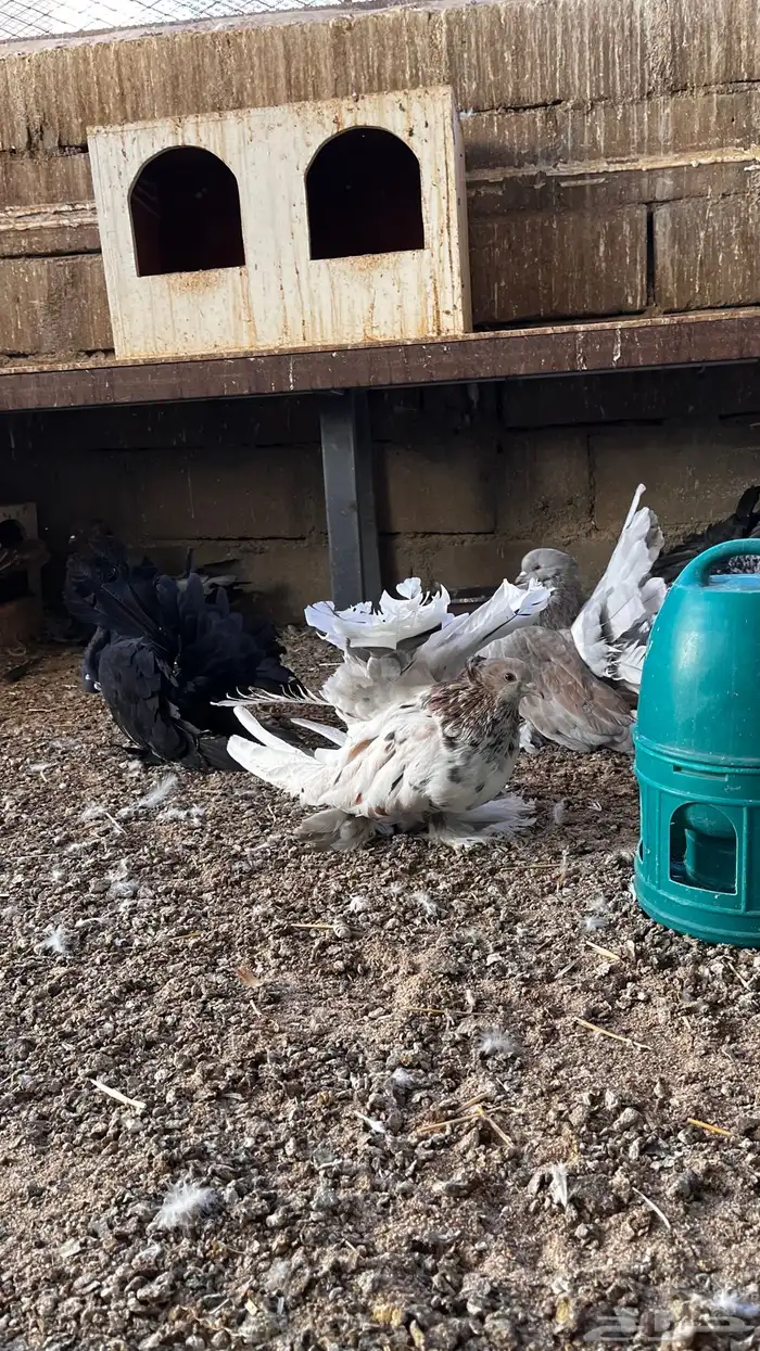 حمام أمريكي 4