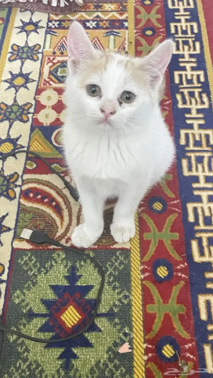 قطط للتبني 4