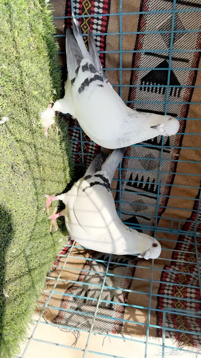 زاجل ايس ثلاث حبات ايس وحبه شذري 3