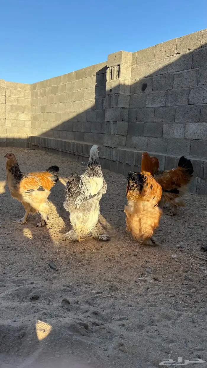 دجاج براهما 6