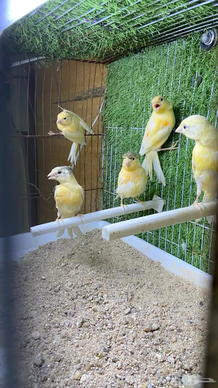 فروخ كناري سوري 3
