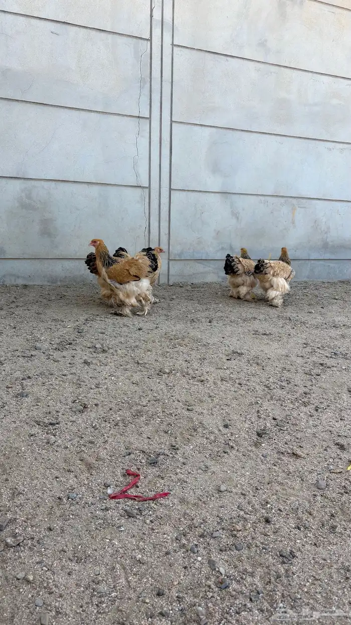 دجاج براهما 2