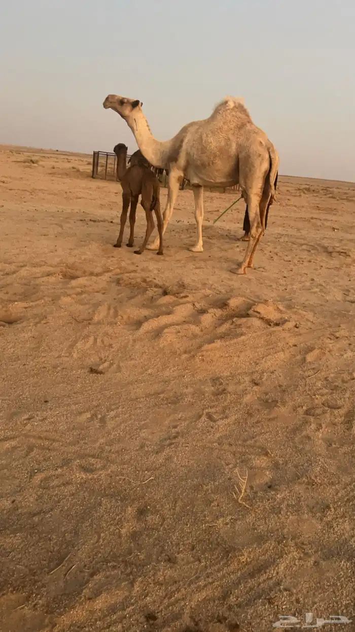 خلفه معها قعود 1