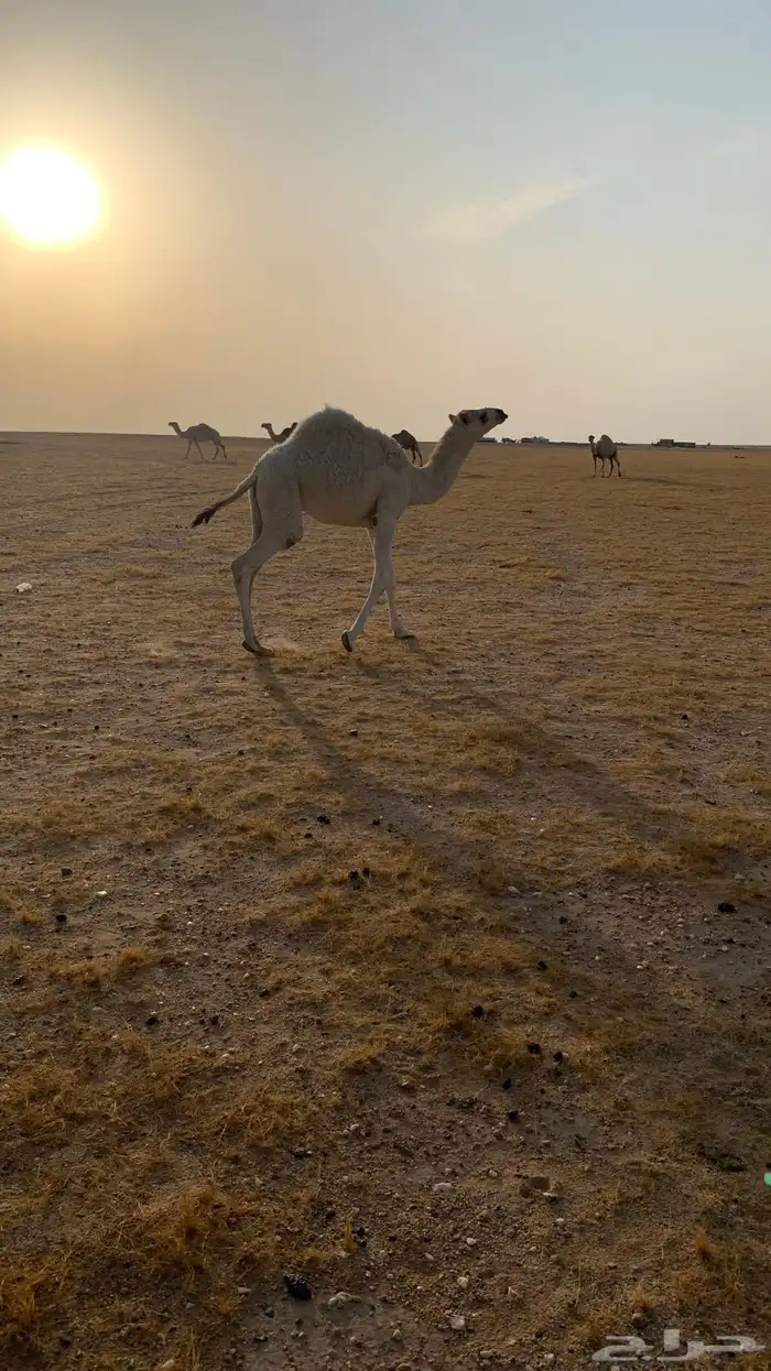 حفرالباطن القيصومة 3