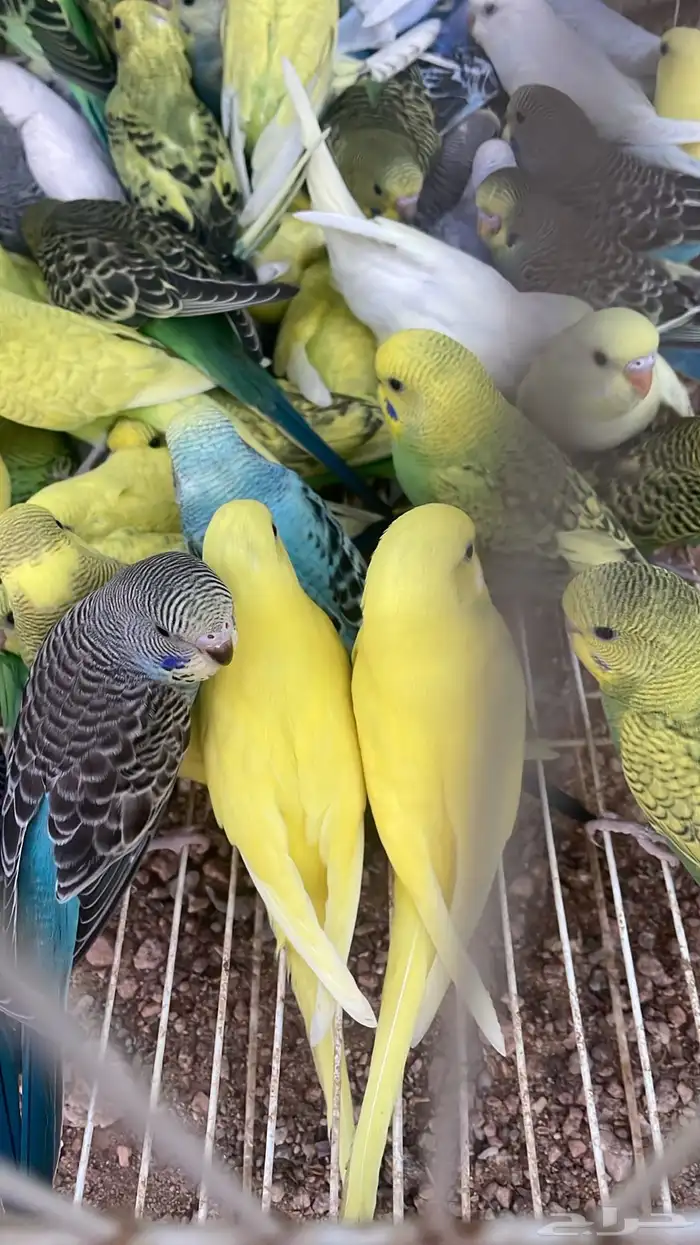 للبيع طيور زينه 0