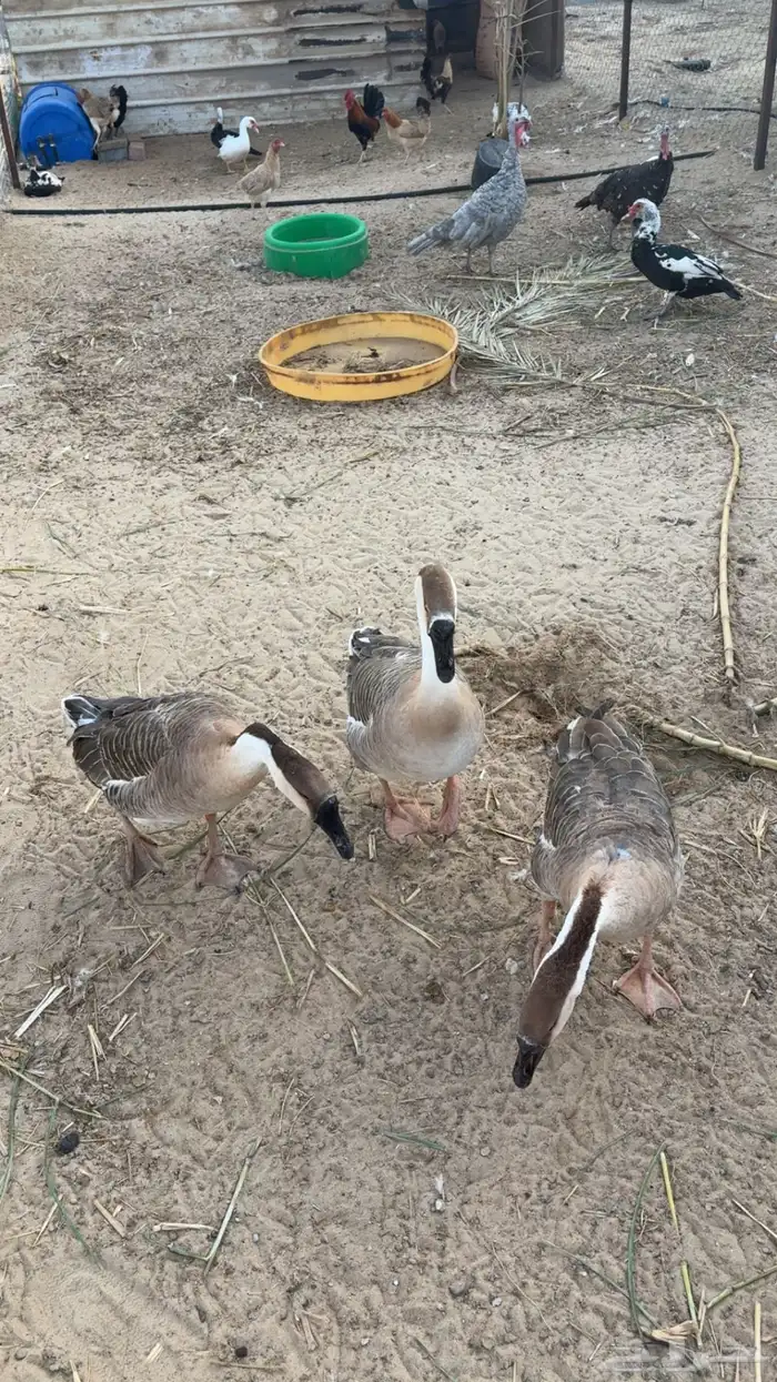 طقم وز عراقي 4