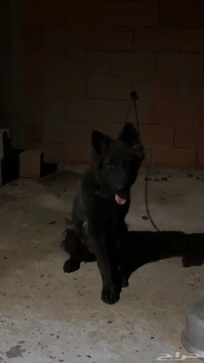 كلبة جيرمين شيبرد 0