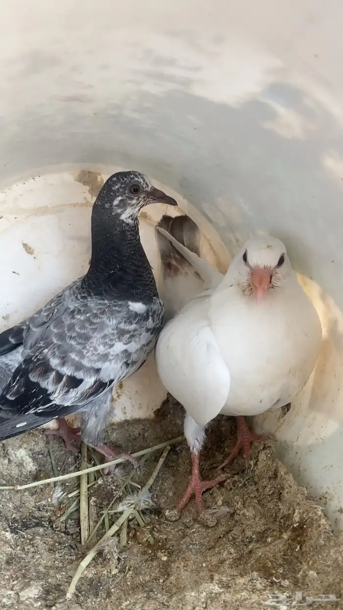 فراخة زاجل 16 جوز تقريبا التغذية مكعب ذرة حلبةقمح السعر 20 6