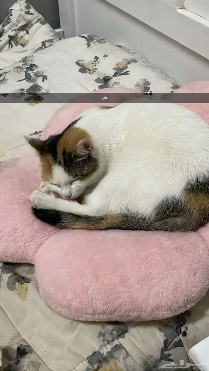 قطط للتبني 1