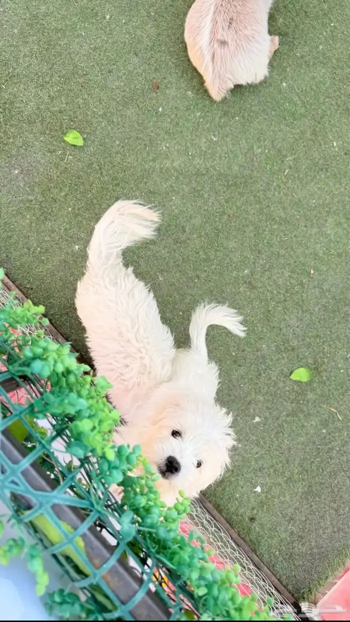 حيونات ليفه 1