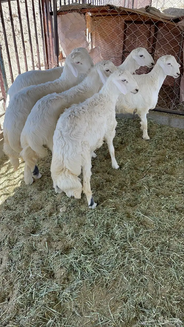 خرفان جبر فل شحم مشروطه 0