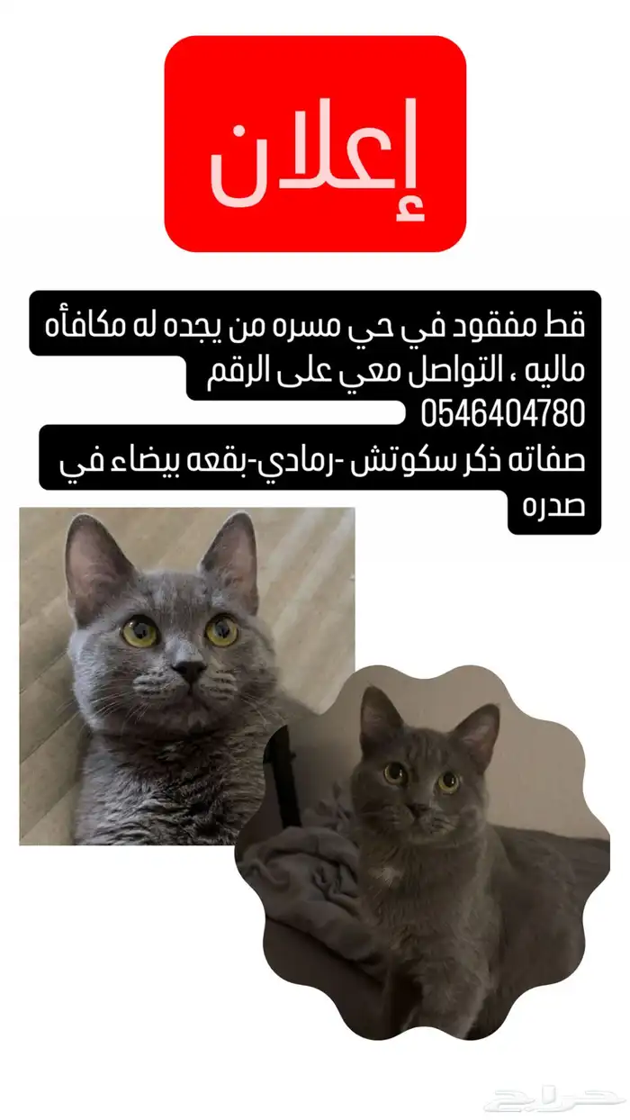 قط مفقود  من يجده له مكافاه ماليه 0