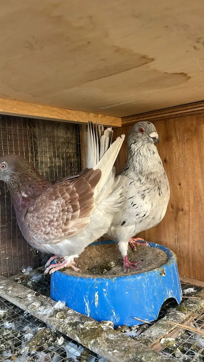 جوز مصري فاخر 0