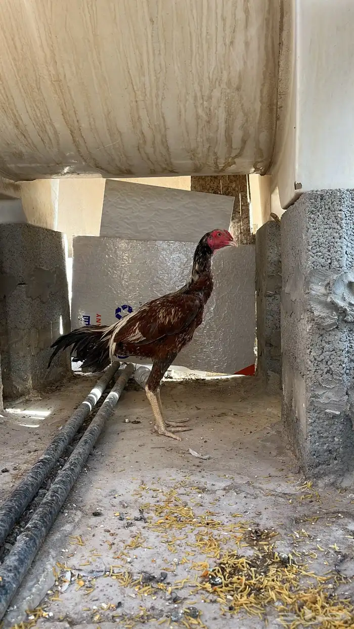 ديك باكستاني 1