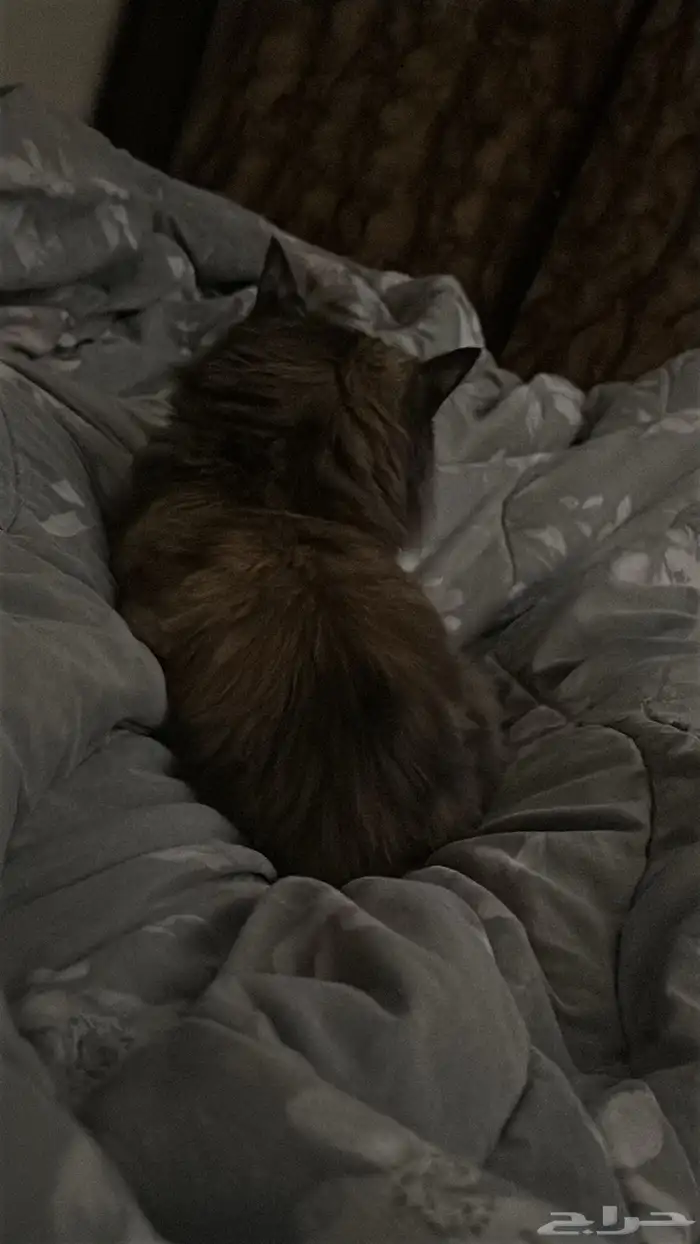 قطة شيرازية 1