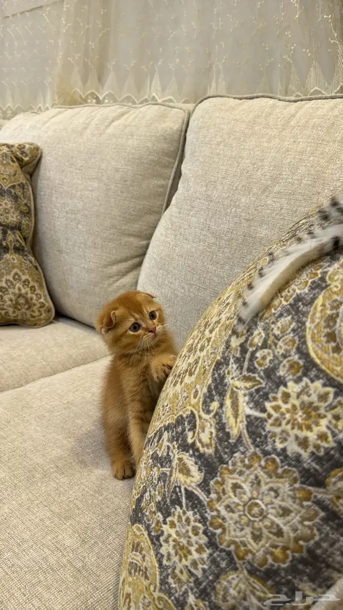 قط ذكر نوع   سكوتش فولد للبيع اليف ولعوب 2