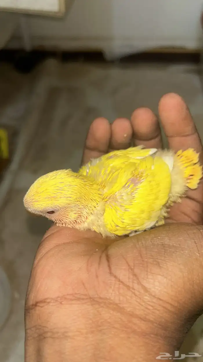 فروخ روز للبيع 1