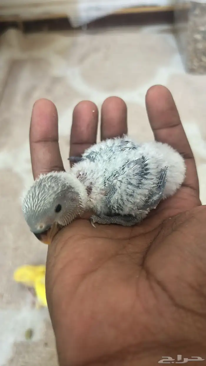 فروخ روز للبيع 4