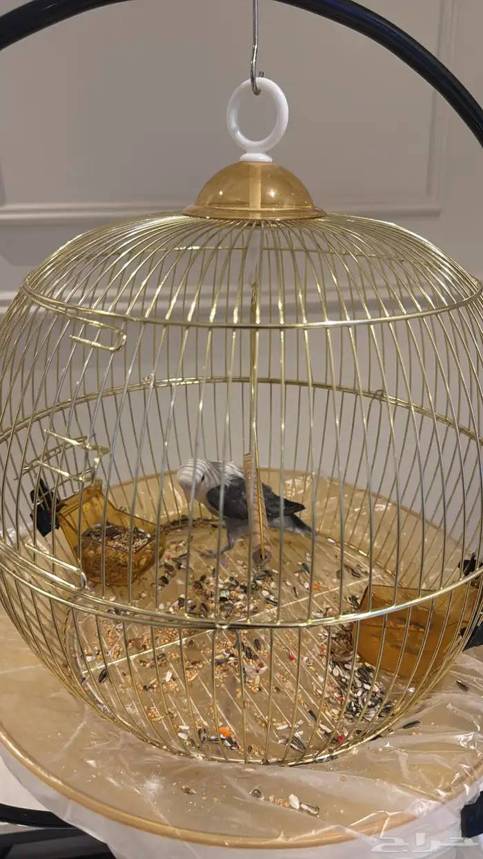 عصفور روز هدد مربيه بنفسي لونه رمادي وابيض وعمره بين السته 4